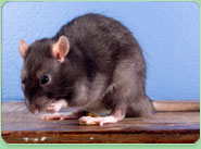 rat control Goole